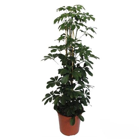 Schefflera arboricola 'Compacta' 4 Braid | 12"