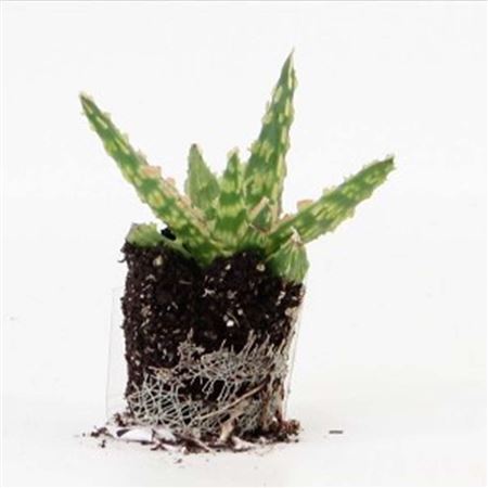 Aloe Cristmas Care |  3,1cm  - H,10cm