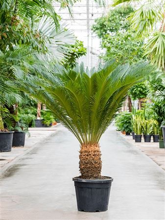 Cycas revoluta stem 130-140cm bare root