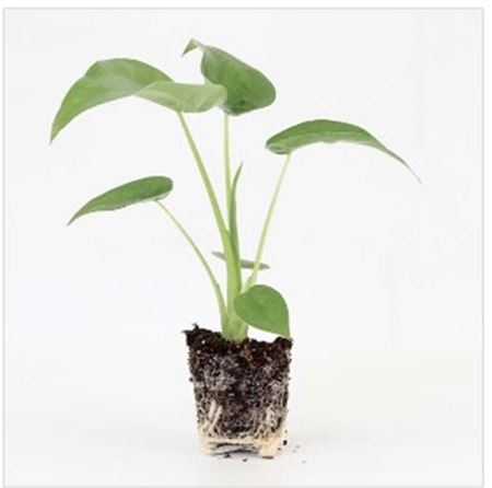 Alocasia Cucullata |  5,5cm  - H,20cm