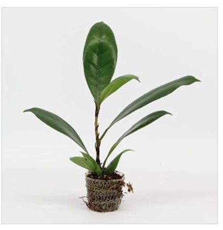 Ficus Cyathistipula | 4,5cm - 1pp - band 40