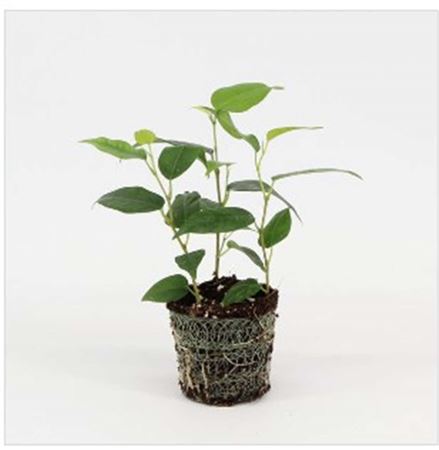 Ficus Danielle | 6,5cm - 2pp - band 28