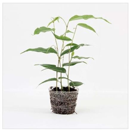 Ficus Danita | 6,5cm - 3pp - band 28