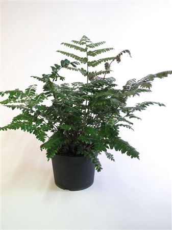 Didymochleana truncatula tray 150