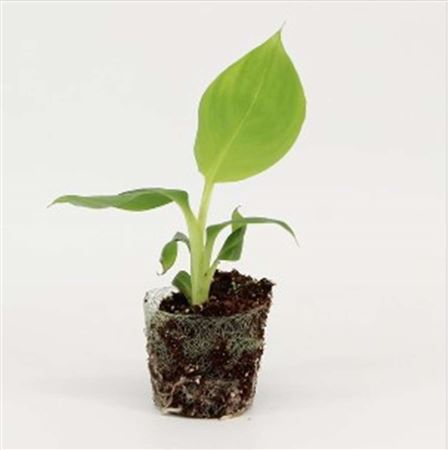 Musa Dwarf Cavendesh |  5,5cm  - H,15cm