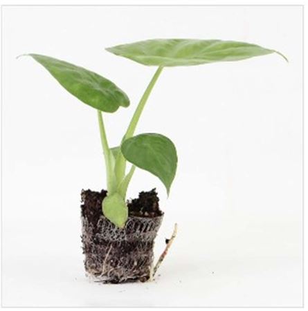 Alocasia Dwarf Calidora |  5,5cm  - H,20cm