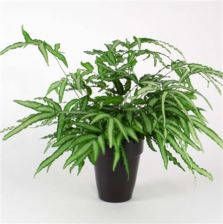 Pteris 'Albolineata' tray 60