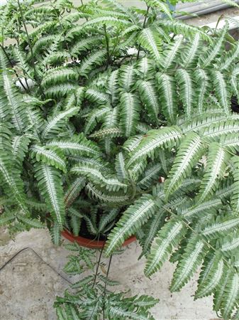Pteris 'Argyrea' tray 104