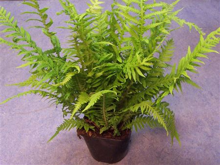 Thelypteris decursive-pinnata tray 104