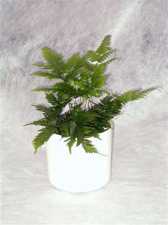 Pteris 'Evergreen' tray 40