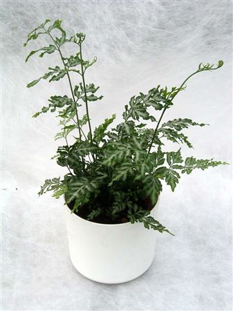 Pteris faurei tray 40