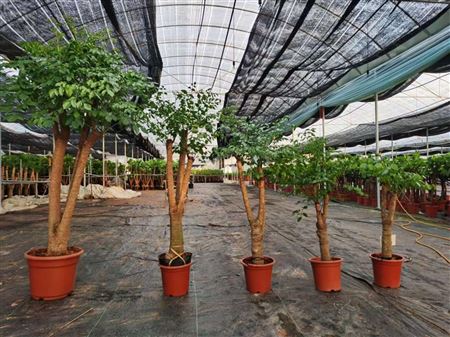 Heteropanax fragrans 40-50