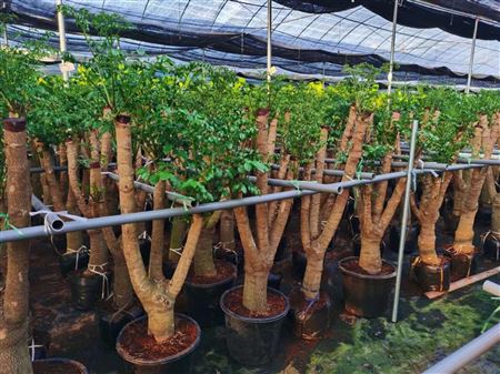 Heteropanax fragrans 80-90