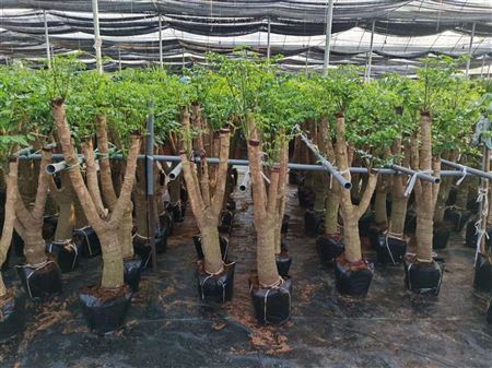 Heteropanax fragrans 90-100