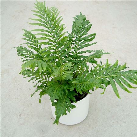 Blechnum gibbum tray 104