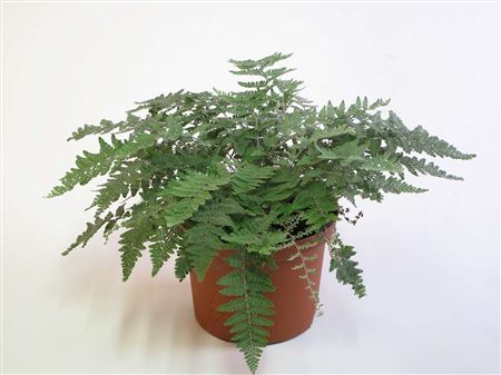 Cheilanthes lanosa tray 150