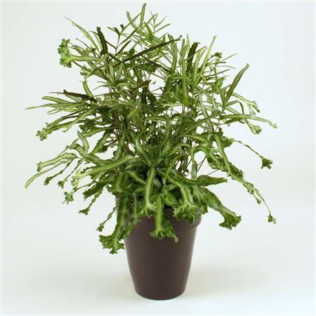 Pteris 'Mayi' tray 252