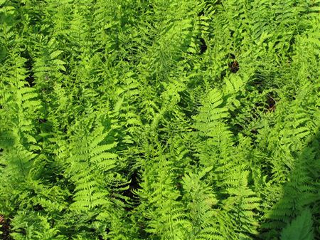 Thelypteris palustris tray 150