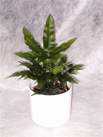 Pteris 'Parkeri' tray 28