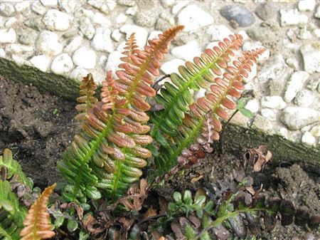 Blechnum penna marina tray 150