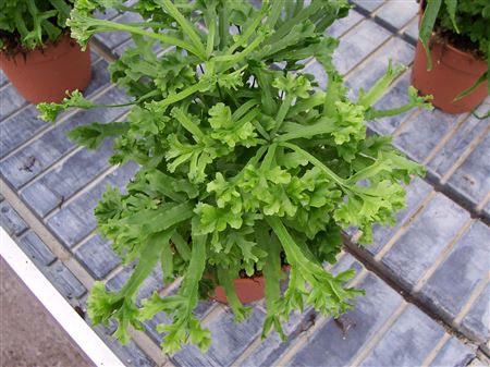 Pteris 'Roweri' tray 28