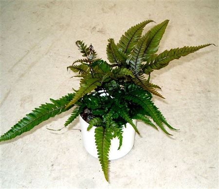 Pteris 'Tricolor' tray 252