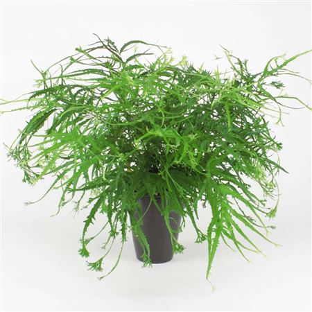 Pteris 'Wimsetti' tray 60