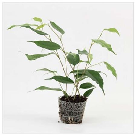 Ficus Exotica | 4,5cm - 3pp - band 40