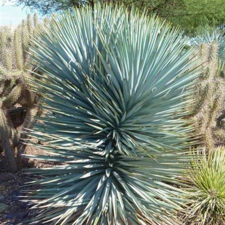 Yucca Flaccida Blue Sentry |  3,1cm  - H,20cm