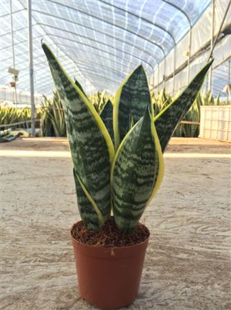 Sansevieria trif. 'Futura Superba' 3pp 12cm | 30-3