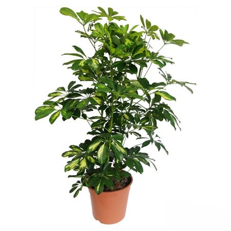 Schefflera arboricola 'Gold Capella' 4 Braid | 12"