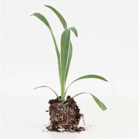 Yucca Glor. Variegata |  3,1cm  - H,20cm