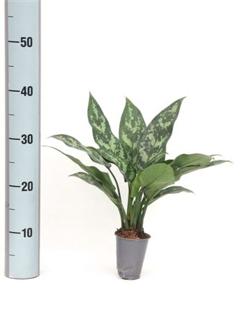 Aglaonema Maria - 15-12 hojas | 12-15" inch