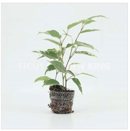 Ficus Golden King | 6,5cm - 2pp - band 28