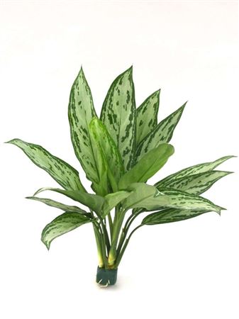 Aglaonema Siver Queen - 3PP | 13-15" inch