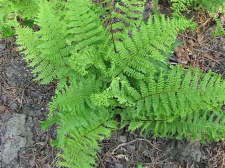 Athyrium fil fem 'Rotstiel Grandiceps' tray 104