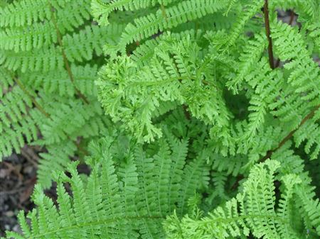 Athyrium filix femina 'Rotstiel' tray 104
