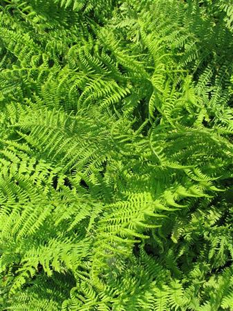 Athyrium filix femina tray 104