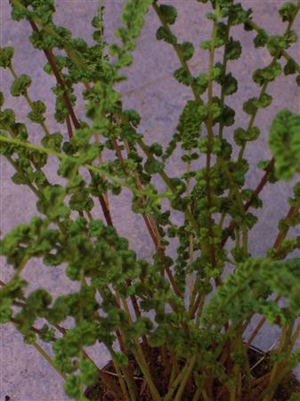 Athyrium filix femina 'Frizelliae' tray 252