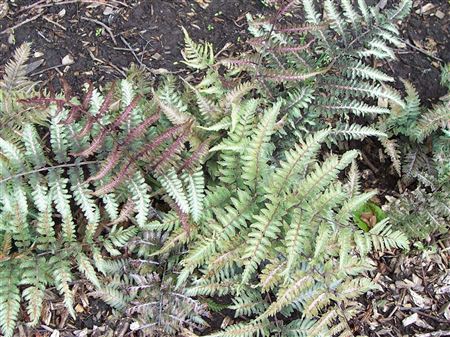 Athyrium niponicum 'Metallicum' tray 104