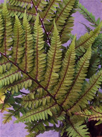 Athyrium otophorum 'Okanum' tray 104