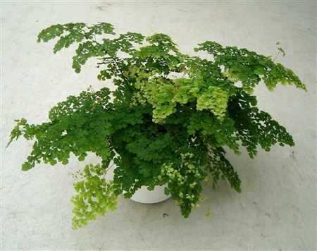 Adiantum Brilliant Else tray 150