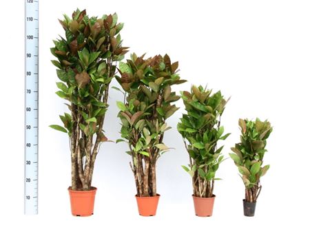 Codiaeum variegatum 'Mrs. Iceton' CHRT 36" inch