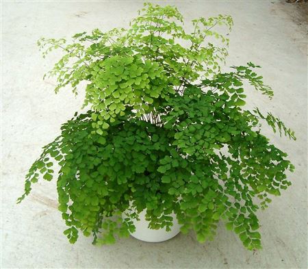 Adiantum 'Fragrans' tray 104