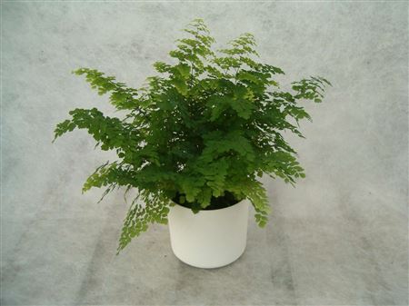 Adiantum 'Fritz Luthi' tray 104