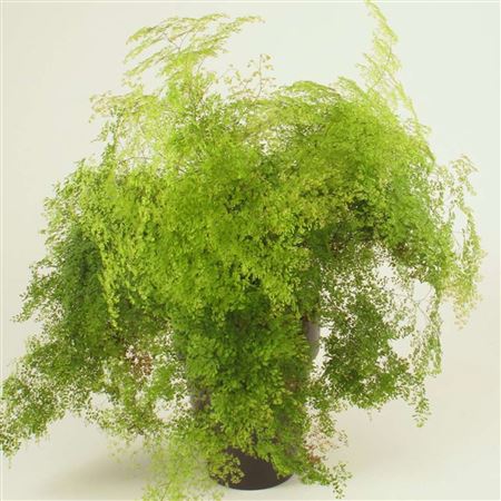 Adiantum microphyllum tray 150