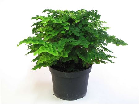Adiantum 'Monocolor' tray 104