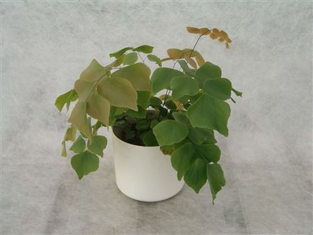 Adiantum peruvianum tray 104