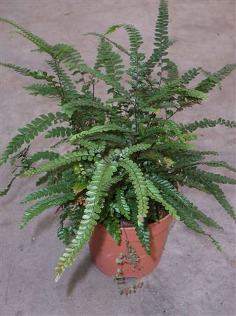 Adiantum pubescens tray 104