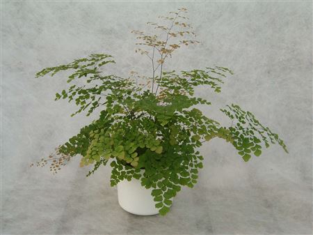 Adiantum 'Scutum Roseum' tray 252